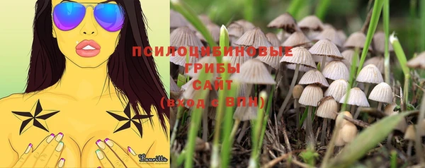 прущие грибы Балахна